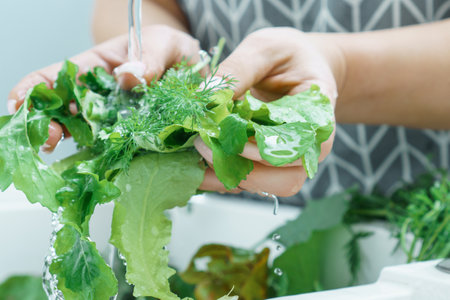 Female hands rinsing fresh greens leaves under water jet in kitchen sink closeup. Dirty raw green...