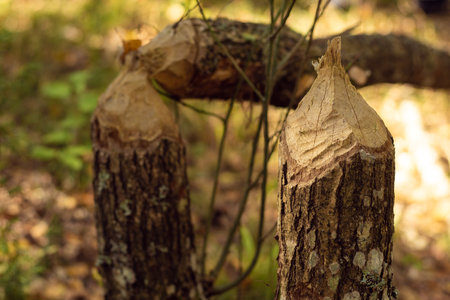 Close-up of trunks of trees gnawed eaten damaged chewed by beavers for building dam on sunny day in...