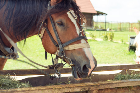 Brown horse eating dry green grass on farm. Closeup photo, side view. Equine muzzle chewing food...