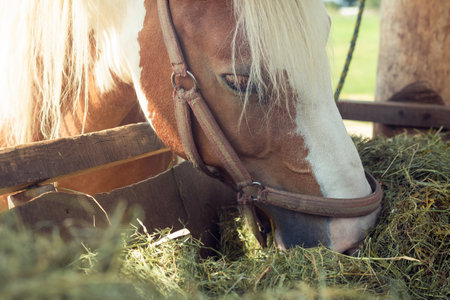 Brown horse eating dry green grass on farm. Closeup photo, side view. Equine muzzle chewing food...