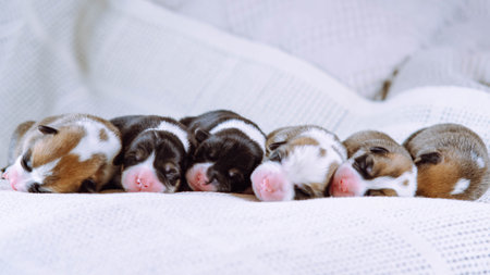 Six furry multicolored brown, white and black blind welsh corgi puppies sleeping together on white soft blanket in row. Newborn animals, purebred pets. Domestic purebred puppies, need nursingの写真素材