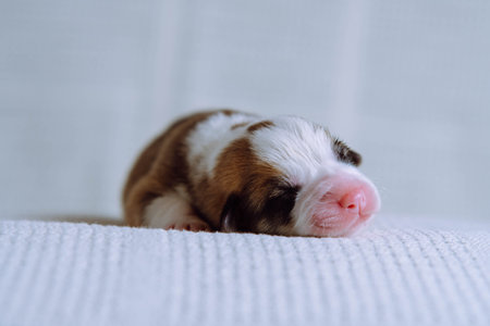 Close up adorable sleepy tricolored welsh corgi puppy lying on white soft blanket. Sweet dreams and relaxation after feeding. Comfort and care for young animals and pets. Vet control. Copy spaceの写真素材
