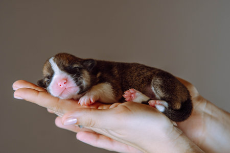 Side view of lovely two-month-old puppy of dog pembroke welsh corgi sleeping on joined hands of unrecognizable woman on brown background. Pet love, pet care, dog breeding, veterinary clinic. Studio.の写真素材