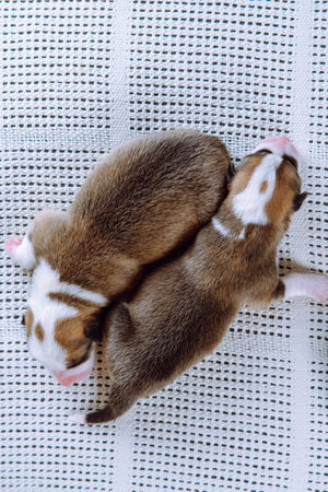 Portrait from above of two beautiful newborn Welsh Corgi puppies sleeping on snow-white couch next to each other. Keeping and feeding pets. Veterinary care during childbirth. Raising puppies.の写真素材