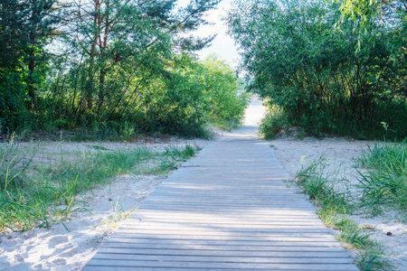 Seaside square and wooden road, bridge in the sand, surrounded by green trees in sunny day. Groove and forest, footpath to the beach. Travelling and vacation, road to adventure, trip. Copy spaceの写真素材