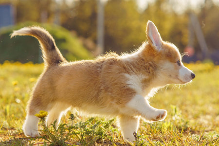 Amazing Pembroke Welsh Corgi puppy joyfully walking on lawn on sunny summer day. Red and white haired doggy cub enjoying fresh air and have wonderful time.の写真素材