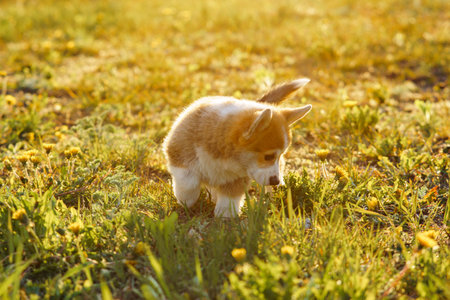 Petit curious Pembroke Welsh Corgi puppy find something amusing while walking on sunny and warm day. Fluffy canine with red and white fur traveling around green place with yellow dandelions.の写真素材