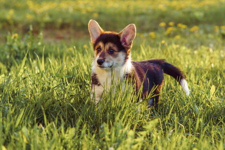 Gorgeous black and white colored Corgi puppy explore area and oversee amusing things. Pembroke Welsh Corgi walking on green grass where yellow flowers grow on sunny weather.の写真素材
