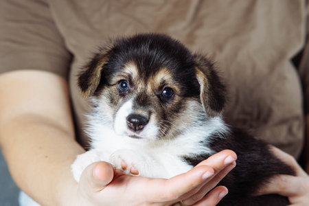Cropped photo of woman owner holding wonderful little brown white puppy of dog welsh pembroke corgi lying on hands. Pet love, pet care, domestic animal, dog breeding, companionship, advertisement.の写真素材
