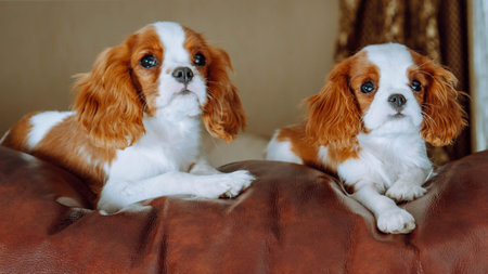 Portrait of two loveable Cavalier King Charles Spaniel puppies relaxing on brown leather couch. Red and white haired cub twins calmly spending time together in cozy apartment.の写真素材