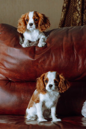 Portrait of two wonderful Cavalier King Charles Spaniel dogs lying on brown leather sofa indoor. One puppy sitting on back of soft couch at top, another cub settle down below.の写真素材