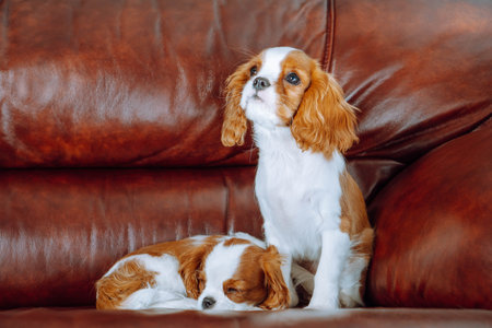 Two red and white haired Cavalier King Charles Spaniel puppies settled down on couch at sweet home. First cub quietly took nap, second one sit near and look up on something attractive.の写真素材