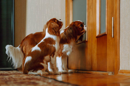Two lovable Cavalier King Charles Spaniel puppies waiting to be let into room at home. One child sit and obediently wait, second one trying open entrance with snout. Cubs with rea-white fur indoor.の写真素材
