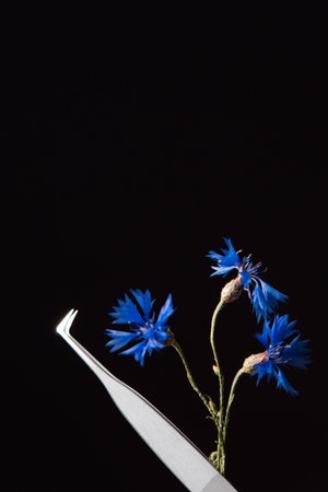 Professional tweezers with sharp tip, using for separating and applying lashes in process of eyelash extension procedure, and blue cornflowers isolated against black background. Vertical.の写真素材