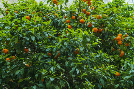 Amazing ripe juicy tangerines mandarins hanging on huge tree with green leaves growing in garden orchard on sunny day. Healthy food, citrus, fruits, summer, botany, gardening, agriculture, nature.の写真素材