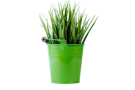 Close-up of fresh juicy high green grass growing in green metal bucket flowerpot with wooden handle on white background. Agriculture, decoration, nature, spring, gardening, environment. Isolated.の写真素材