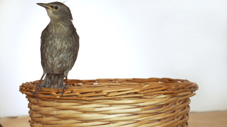 Back view of lovely grey bird common starling Sturnus vulgaris sitting on edge of wooden wicker...