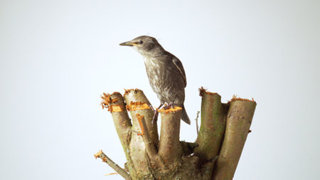 Side view of elegant grey bird common starling Sturnus vulgaris sitting on wooden branch stump cut tree on white background. Springtime, homecoming, birdwatching, ornithology. Isolated, copy space.の写真素材