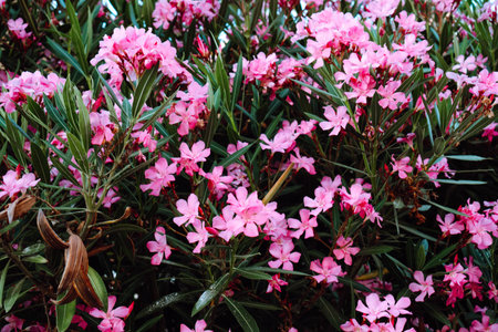 Gorgeous bright vivid pink flowers of rhododendron bush blooming with green leaves in garden park....