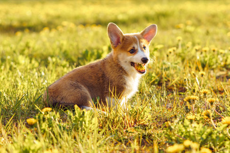 Portrait of wonderful young brown white dog welsh pembroke corgi standing on green grass, holding in open mouth dandelion flower in park field yard on sunny day. Pet love, pet care, nature, summer.の写真素材