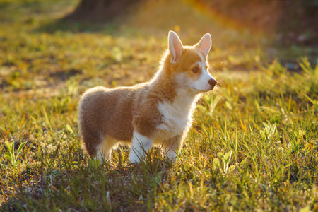 Side view of fascinating little young brown white dog welsh pembroke corgi stand on green juicy grass, watching in park on sunny day. Pet love, pet care, domestic animal, dog breeding, nature, summer.の写真素材