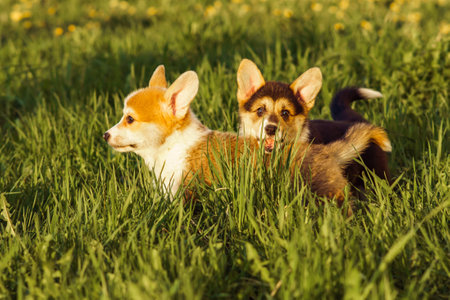 Portrait of two lovely little young brown white dogs welsh pembroke corgis standing playing on tall green grass in park field yard on sunny day. Pet love, pet care, domestic animal, nature, summer.の写真素材