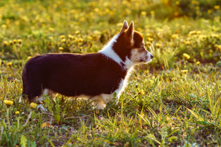 Side view of wonderful little young brown white dog welsh pembroke corgi standing among dandelions on green grass, looking in park on sunny day. Pet love, pet care, domestic animal, nature, summer.の写真素材