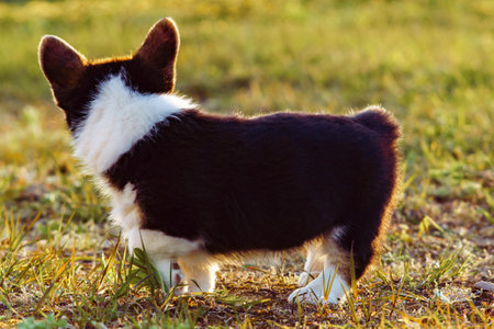 Side view of curious little young brown white dog welsh pembroke corgi stand on green grass, turning head in park yard on sunny day. Pet love, pet care, domestic animal, dog breeding, nature, summer.の写真素材