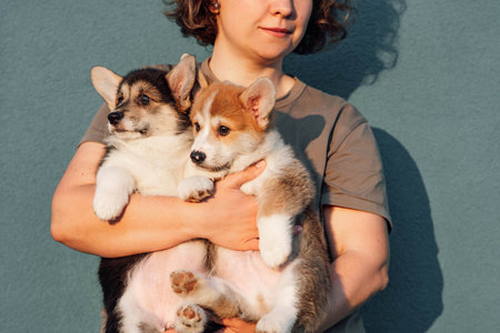 Cropped photo of middle-aged woman wearing grey T-shirt, standing on blue background, holding two amazing chubby puppies of dog welsh pembroke corgi. Pet love, pet care, domestic animal, dog breedingの写真素材