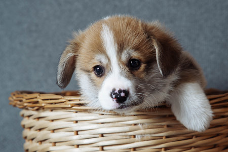 Portrait of curious little brown white puppy of dog welsh pembroke corgi trying to get out of wicker basket, raising paw on grey background. Pet love, pet care, domestic animal, breeding, ownership.の写真素材