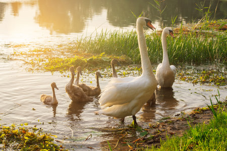 Glorious white swans with long necks and bunch of adorable little birds with brown feather coming out of warm lake, standing on shore and looking around area, exploring nature at sunset.の写真素材