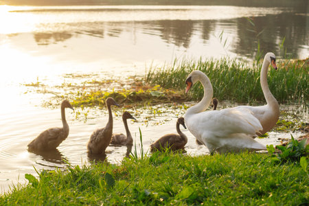 Picture of delightful swan family of two adult white birds with long necks and bunch of small babies with brown feathers, standing on greenery shore near lake that reflecting bright sunset in water.の写真素材