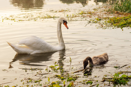 Graceful white swan with orange beak and long neck staring at small child exploring water. Adult bird watching baby with brown feathers, looking after curious kid, swimming in lake together.の写真素材