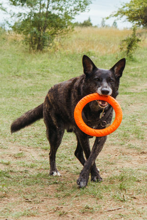 Wonderful German Shepherd dog with black and brown coat, wearing pet harness, walking in nature, carrying orange puller toy in mouth and enjoying activity in fresh air on summer day. Vertical.の写真素材