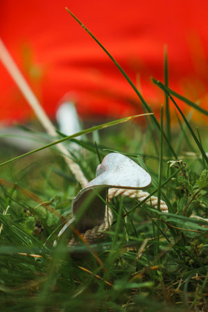 Close up of secure metal tent peg, attached to red camping shelter with rope, hammered into ground full of green grass. Equipment for stability keeping bright construction in static. Vertical.の写真素材