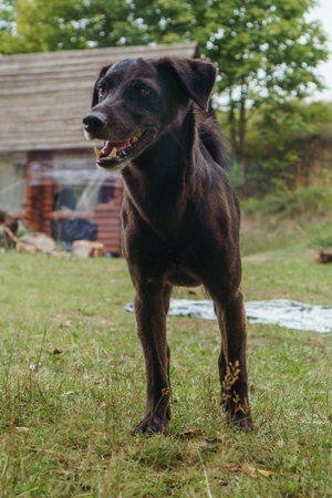 Portrait of adorable chocolate colored Labrador Retriever puppy standing on countryside yard in front of house and looking away with open mouth, doggy smile and eyes full of curiosity. Vertical.の写真素材