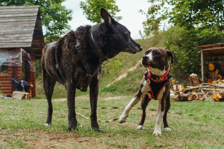Two dogs of diverse breed, in pet harness, standing on yard and looking at each other. American Staffordshire Terrier with brown and white fur staring at black German Shepherd with fearful eyes.の写真素材