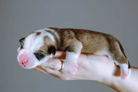 Baby puppy sleeps trustfully on palms of his mistress. Love and tenderness. Gray background. Keeping and feeding pets. Dog breeding. Veterinary care during childbirth. Welsh corgi puppies.の写真素材