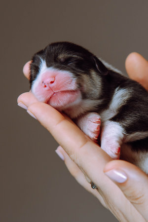 Sweet muzzle of newborn Welsh corgi puppy in frame, which lies on woman's palm. Gray-brown background. Keeping and feeding pets. Veterinary care during childbirth. Wonderful moments.の写真素材