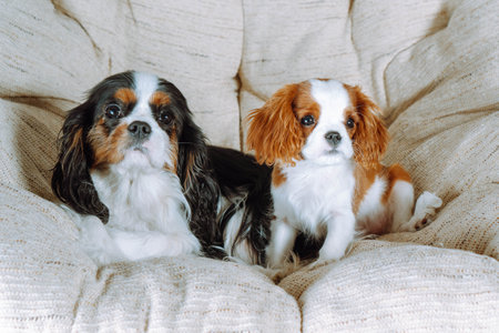 Tricolor mother and Blenheim Cavalier King spaniel puppy are comfortably ensconced in easy chair at home. Puppy care. Pets. Breeding and rearing of puppies. Puppy food. Thoroughbred dogs.の写真素材