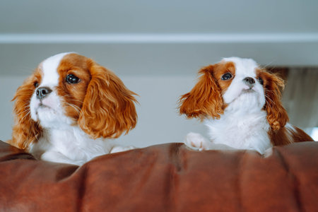 Pets. Adorable cavalier king spaniel puppies always find most cozy places to relax at home. Color Blenheim. Breeding and rearing of puppies. Puppy food. Thoroughbred dogs.の写真素材
