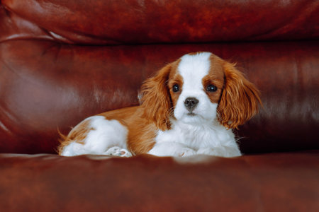 Pets. Charming puppy cavalier King spaniel color Blenheim lies comfortably at home in brown leather armchair. Purebred puppies. Breeding and rearing of puppies. Puppy food.の写真素材