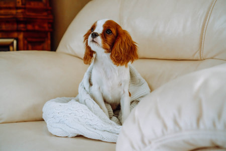Very beautiful puppy cavalier king spaniel sitting comfortably at home in light armchair on knitted white plaid and looking up. Purebred puppies. Breeding and rearing of puppies. Puppy food.の写真素材