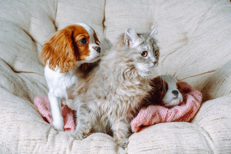 Cavalier King  spaniel puppies of the Blenheim color and fluffy kitten are sitting together in armchair against background of linen textrura. Relationship of cats and dogs. Positive emotions.の写真素材