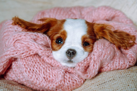 Puppy care. Sweet Puppy of cavalier King spaniel lies at home wrapped in knitted pink plaid and snugly arranging his muzzle. Pets. Color Blenheim. Breeding and rearing of puppies. Puppy food.の写真素材