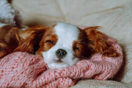 Puppy of cavalier King spaniel sleeps sweetly at home wrapped in knitted pink plaid and snugly arranging his muzzle. Pets. Color Blenheim. Breeding of puppies. Puppy food. Thoroughbred dogs.の写真素材