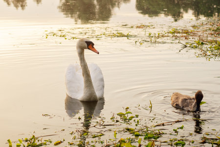 Wildlife. Adult white swan and small chick swim in lake in nature reserve in evenings. Environmental protection. Migratory birds. Birds of Eastern Europe. Breeding chicks.の写真素材