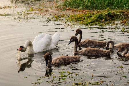 Adult parent swan protects its chicks from danger by hissing by arching its neck. Environmental protection. Nature reserves. Migratory birds. Birds of Eastern Europe. Wild birds in natural habitat.の写真素材