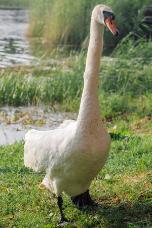 Image of beautiful white swan in its natural habitat, against background of water. Nature reserves. Wildlife. Environmental protection. Migratory birds. Birds of Eastern Europe. Wild birds.の写真素材