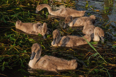 Breeding chicks. Grown - up swan chicks swim in lake on summer evening . Nature reserves. Wildlife. Environmental protection. Birds of Eastern Europe. Wild birds in their natural habitat.の写真素材